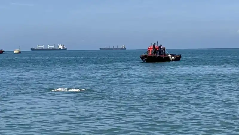 Denizin Ortasında Çıkan Angus Hayvanı, Saklandığı Yeri Şaşkınlıkla Bıraktı!