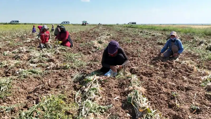 Rusya, Almanya ve İspanya'nın Antibiyotik Üretimi İçin Hasat Sezonu Açıldı