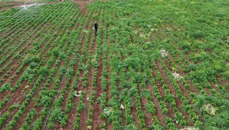 Kuraklık, Marul Hasadını Tehdit Ediyor: Çiftçilerin Umutları Suyun Peşinde