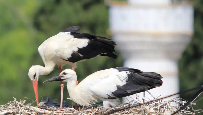 Leylek Köyü, Yaren Leyleği Kıskandıracak: Tam 8 Kat Fazla Yuva!