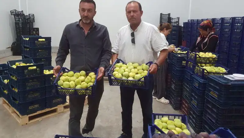 Mersinli Çiftçinin Yüzü Güldü: Tanesi 20 TL'den İhraç Ediliyor!