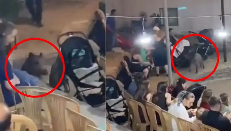 Düğünde Yaban Domuzu Paniği: Misafirler Kaçıştı!