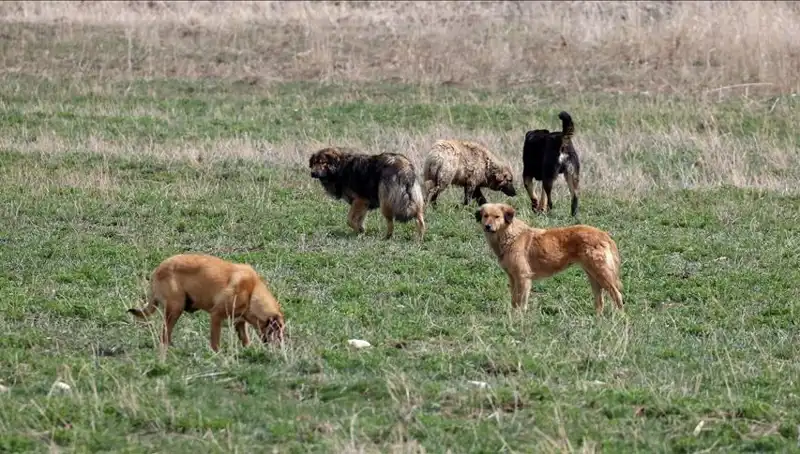 Ankara'da Sahipsiz Köpekler İçin Yeni Düzenleme: Ceza Miktarı 71 Bin Lira