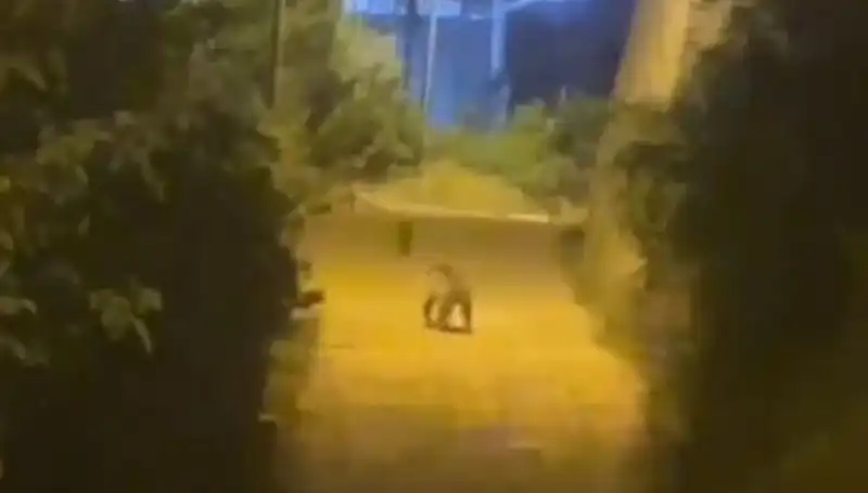 Gümüşhane'de Şehir Merkezine Ayı İndi: Vatandaşlar Şaşkın!