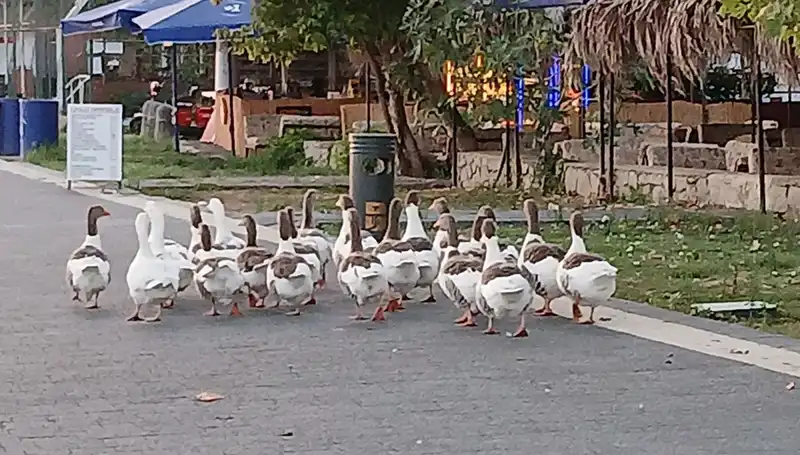 Denizde Yüzdüler, Kümese Kapattılar: Kazların Gizemli Ölümü