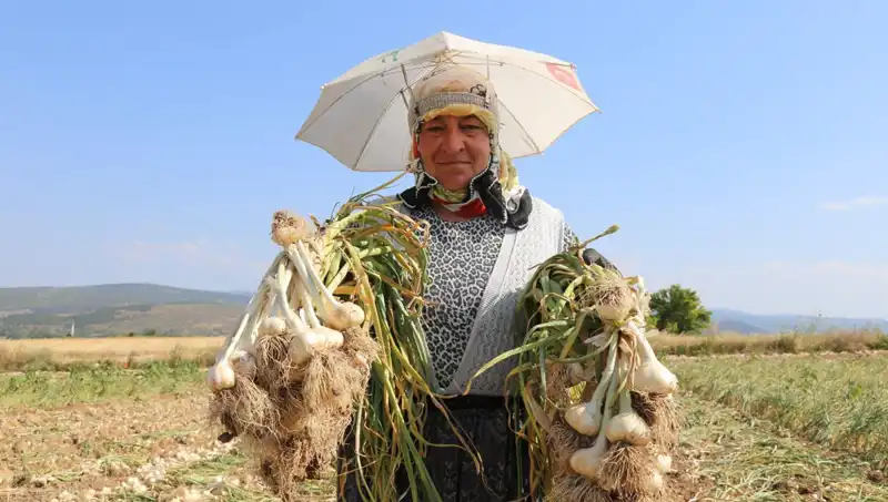 Kavurucu Sıcakta Çalışanların Günlük 1200 TL Geliri: Zorluklar ve Mücadeleler