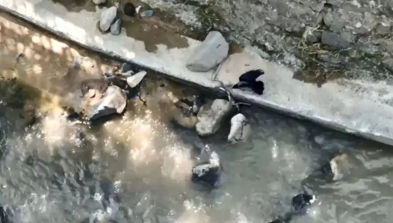 Karga ve Yılanın Tartışmasız Kapışması: Doğada Hayatta Kalma Mücadelesi
