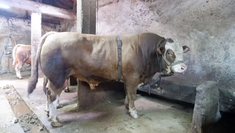 1 Ton 200 Kilogramlık Eşya Alıcı Buldu, Fiyatı Şaşkınlık Yarattı!