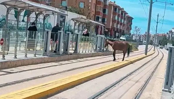 Eskişehir'in Tramvay Raylarında Gezen Başlıboş At: Şaşkınlık Yaratan Görüntüler