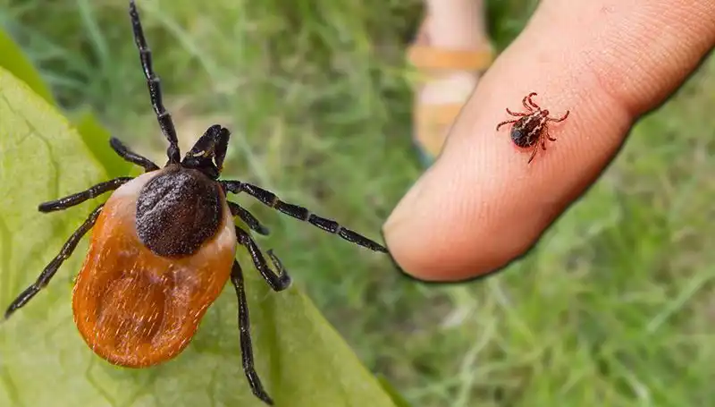 Kene Isırmasına Dikkat! Bu Önlemlerle Sağlığınızı Koruyun