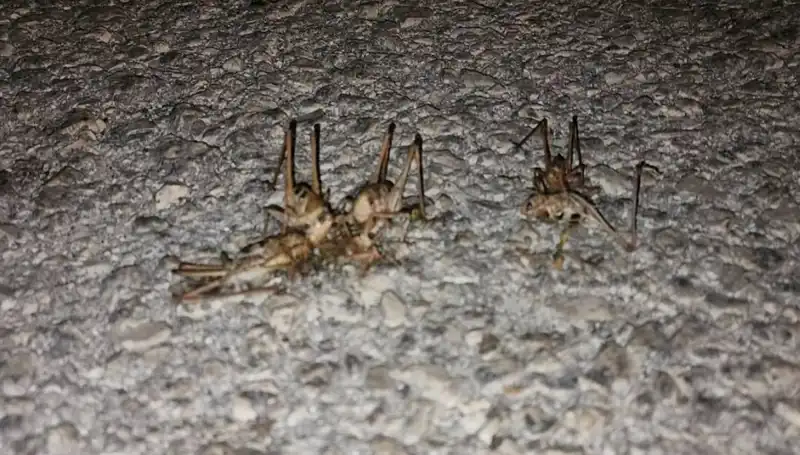 Yüzlerce Çekirge Şehri İstilaya mı Gidiyor? İşte Olayın Detayları