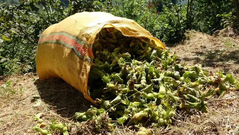 Giresun'un Fındık Hasadı Başladı: Ekim Sezonunun Heyecanı Doruğa Ulaştı
