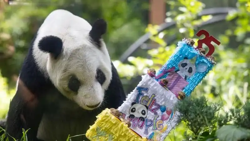 35 Yaşında Dev Panda Xin Xin, Sevdikleriyle Unutulmaz Bir Doğum Günü Geçirdi