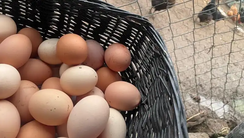 Okullar Açılıyor: Ucuz Proteinlerle Mayıs Çukurunu Aşmanın Yolu