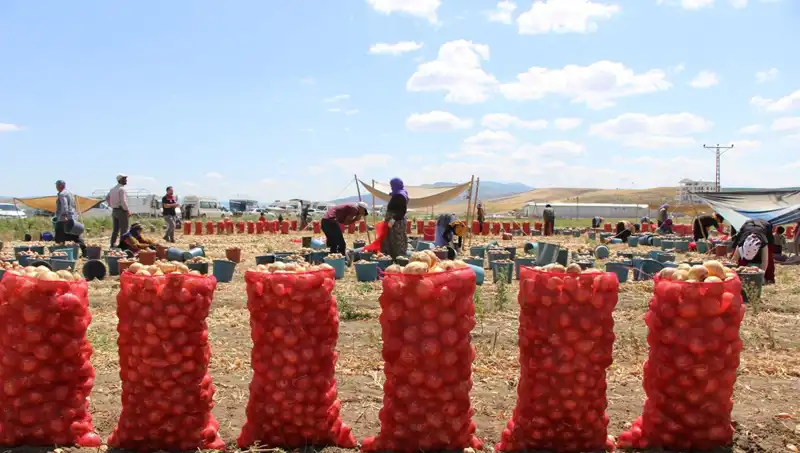Amasya Elması, Avrupa ve Rusya Pazarında Büyük Talep Görüyor