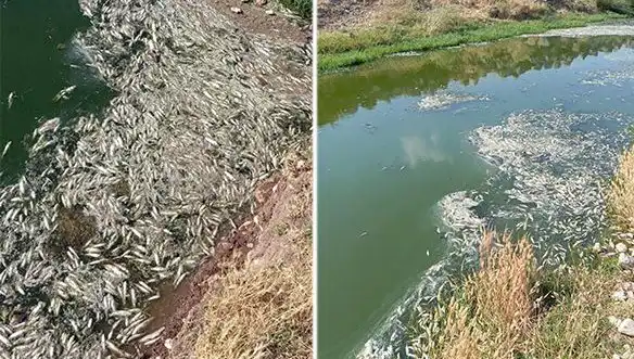Karasu Çayı'nda Gizemli Balık Ölümleri: Sebepler Araştırılıyor