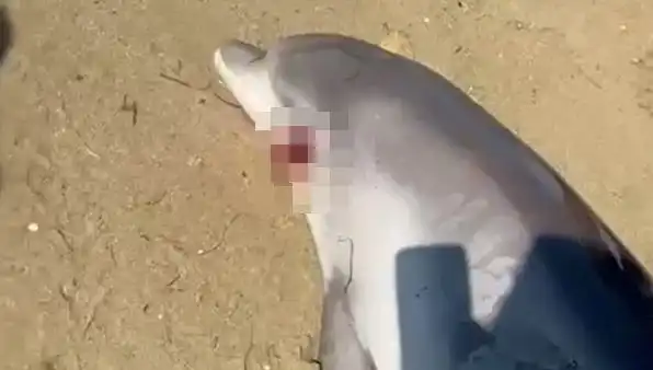 Yalova'da Sahile Vuran Ölü Yunus, Vatandaşları Şaşırttı