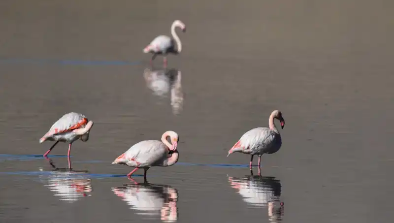 Kuş Cennetine Kuraklık Darbesi: Flamingo Sayısı Tehlikeye Girdi