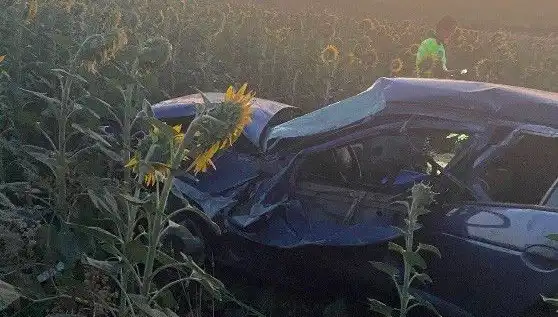Ayçiçeği Tarlasına Devrilen Otomobil Kazasında Yaralılar Bulundu