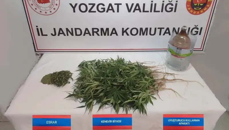 Yozgat'ta Kenevir Operasyonu: 40 Kök Ele Geçirildi!