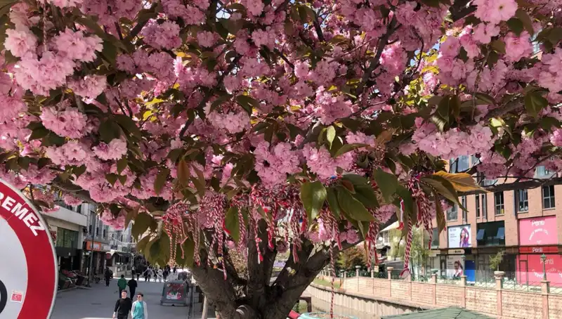 Süs Erik Ağacına Bağlanan Martenitsa: Geleneklerdeki Anlamı ve Gücü